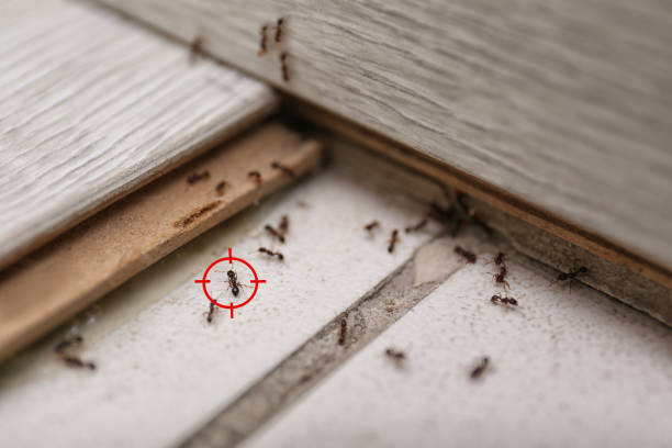Best Pest Removal Services  in Woodmere, LA