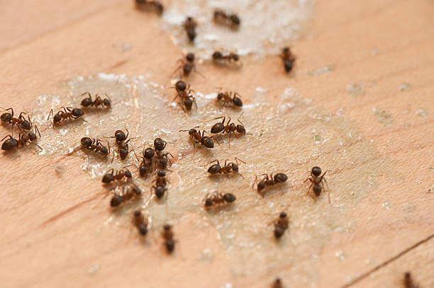 Pest Prevention Services in Woodmere, LA