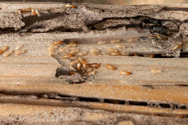 Best Pest Prevention Services  in Woodmere, LA