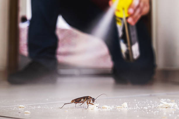 Best Rodent Control Near Me  in Woodmere, LA