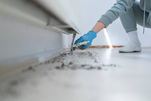 Best Ant Control Services  in Woodmere, LA